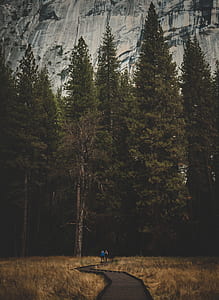 two person walking on pathway with green trees as background thumbnail