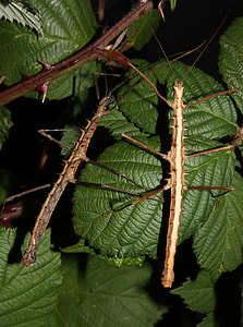 Acanthomenexenus Polyacanthus, Insect thumbnail