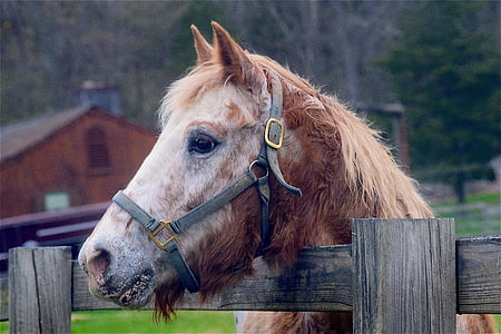 brown horse head on wooden cage thumbnail