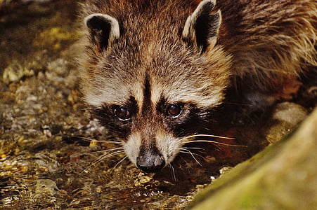 brown and black animal thumbnail