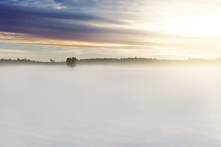 field, plant, tree, fog, white, sky thumbnail