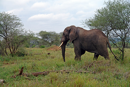 brown elephant between trees thumbnail
