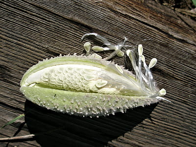 An immature milkweed pod cut open to reveal the seeds arranged in an interesting pattern and the silk thumbnail