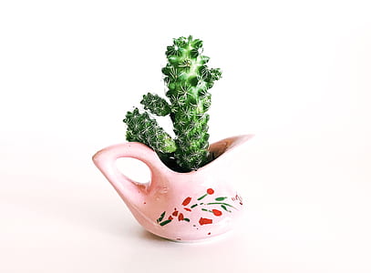 green cactus on pink ceramic flowerpot thumbnail