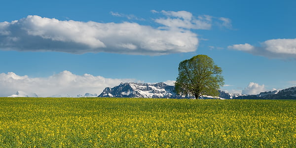 green grass field leading to snow-filled mountains thumbnail
