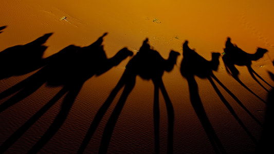 silhouette of camel thumbnail