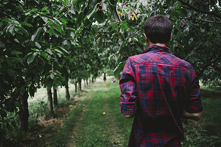 Guy in cherry orchard thumbnail