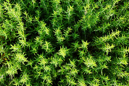 aerial photography of green plants thumbnail