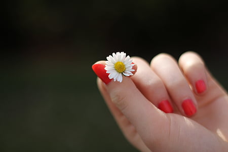 person holding white daisy flower thumbnail