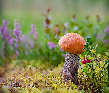 red and brown mushroom during daytime thumbnail
