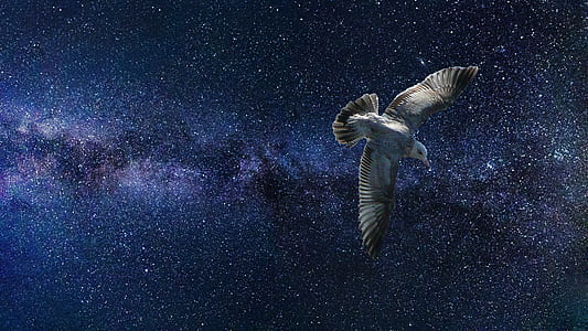 white bird in galaxy thumbnail