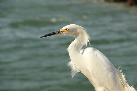 shallow focus photo of white bird thumbnail