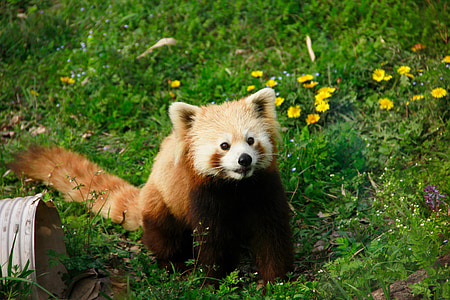 red panda on green grass thumbnail