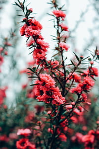 red flowers thumbnail