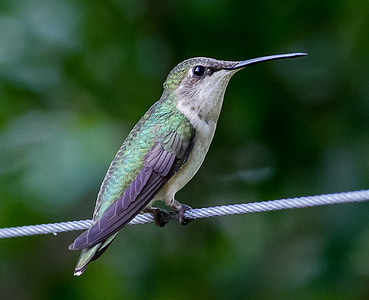 selective focus photography of green and black hummingbird thumbnail
