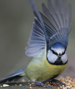 photo of gray and yellow spread wing parakeet thumbnail