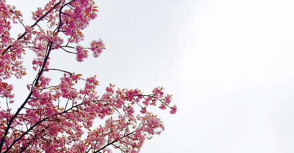 low angle photo of pink leaf tree at daytime thumbnail