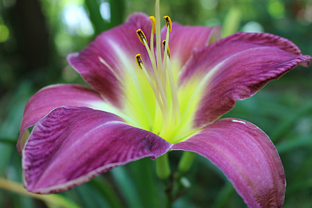 Daylily, Flower Blooming thumbnail
