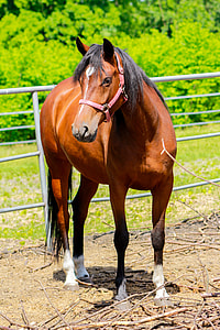 person showing brown and black horse thumbnail