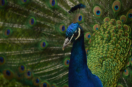 closeup photography of peacock thumbnail