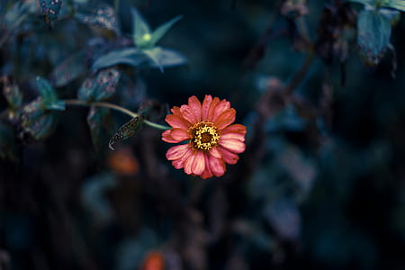 Pink Petaled Flowers thumbnail