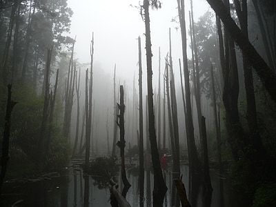 photo of bare forest near river during daytime thumbnail