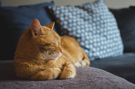 shadow depth of field photography of orange tabby cat reclining sofa thumbnail