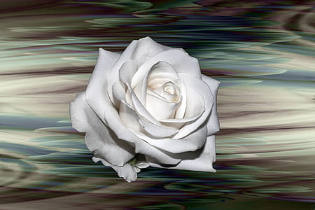 white rose flower thumbnail