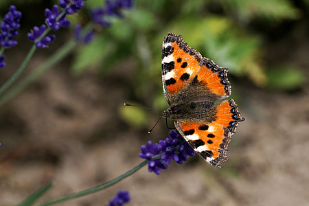 tortoiseshell butterfly on blue flower thumbnail