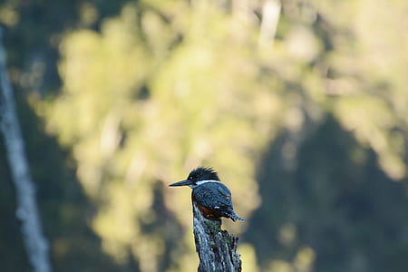 belted kingfisher bird perched on tree thumbnail