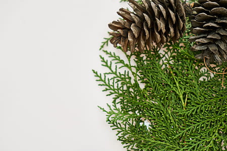 Close-Up Photography of Pine Cones thumbnail