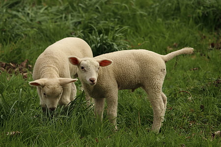 two lambs on green grass thumbnail