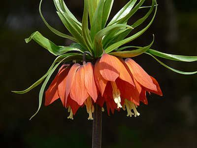 Imperial Crown, Fritillaria Imperialis thumbnail