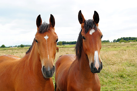 pair of brown horses at daytime thumbnail