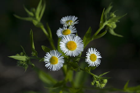 selective focus photography of daisy flower thumbnail