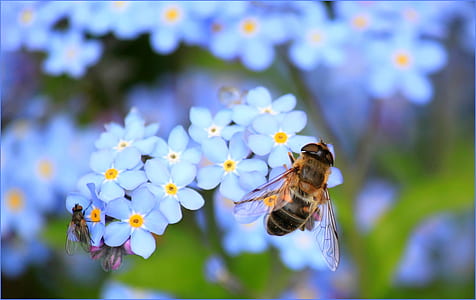 macro photography of two flies on flowers thumbnail