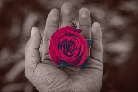 close-up photo of person holding red rose flower thumbnail