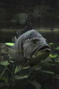 closeup photo of gray oscar fish thumbnail