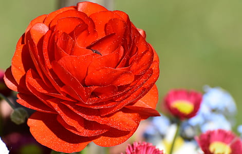 red flower during daytime thumbnail