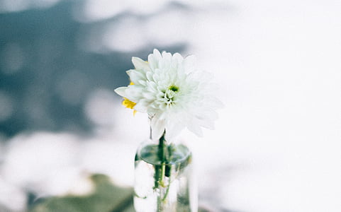 close-up photo of white petaled flower thumbnail