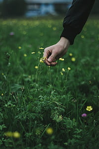 person picking yellow petaled flower thumbnail