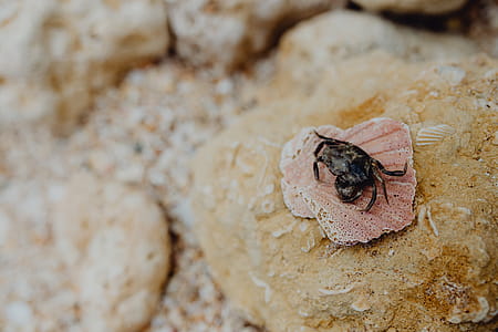 Dry dead crab at the beach thumbnail