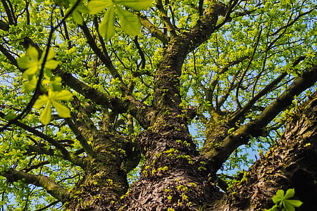 green leafed tree during daytime thumbnail