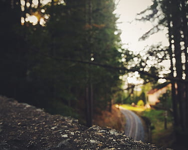 green leafed tree green leafed tree thumbnail