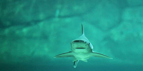grey shark thumbnail