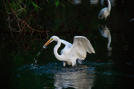 two white pelicans on body of water thumbnail