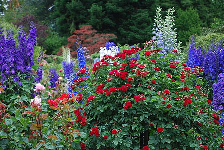 red and purple flowers in bloom thumbnail