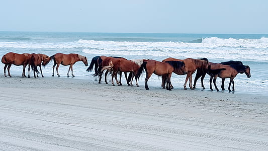 herd of horses near at shoreline thumbnail