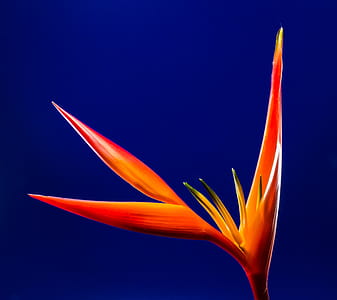 Close-Up Photo of Orange Flower thumbnail