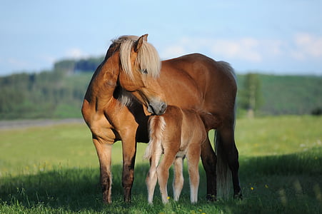 brown horse on green grass field during daytime thumbnail